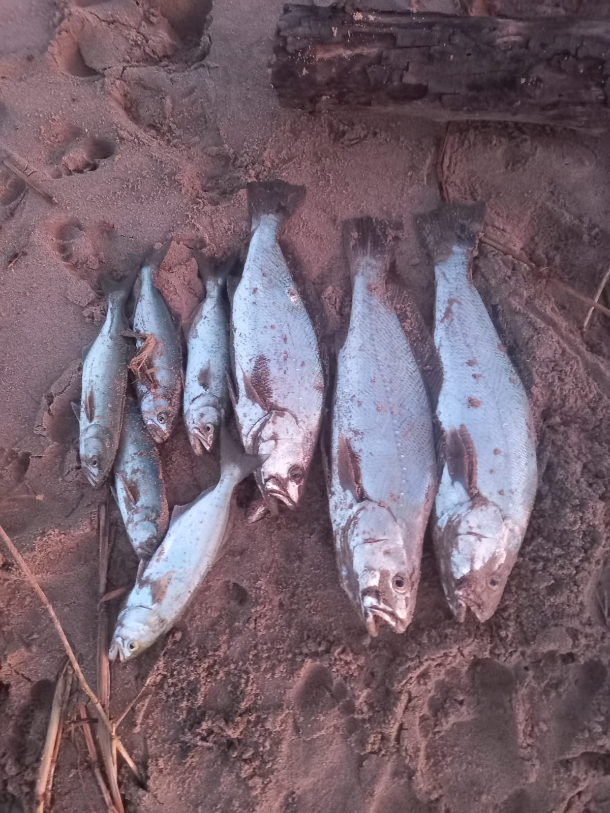 Shad, Salmon caught, St Lucia Ingwe beach St. Lucia. Natal North Coast South Africa