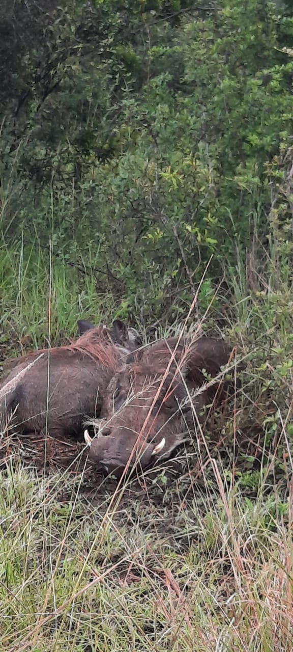 Warthog's commonly found in st lucia wetland park